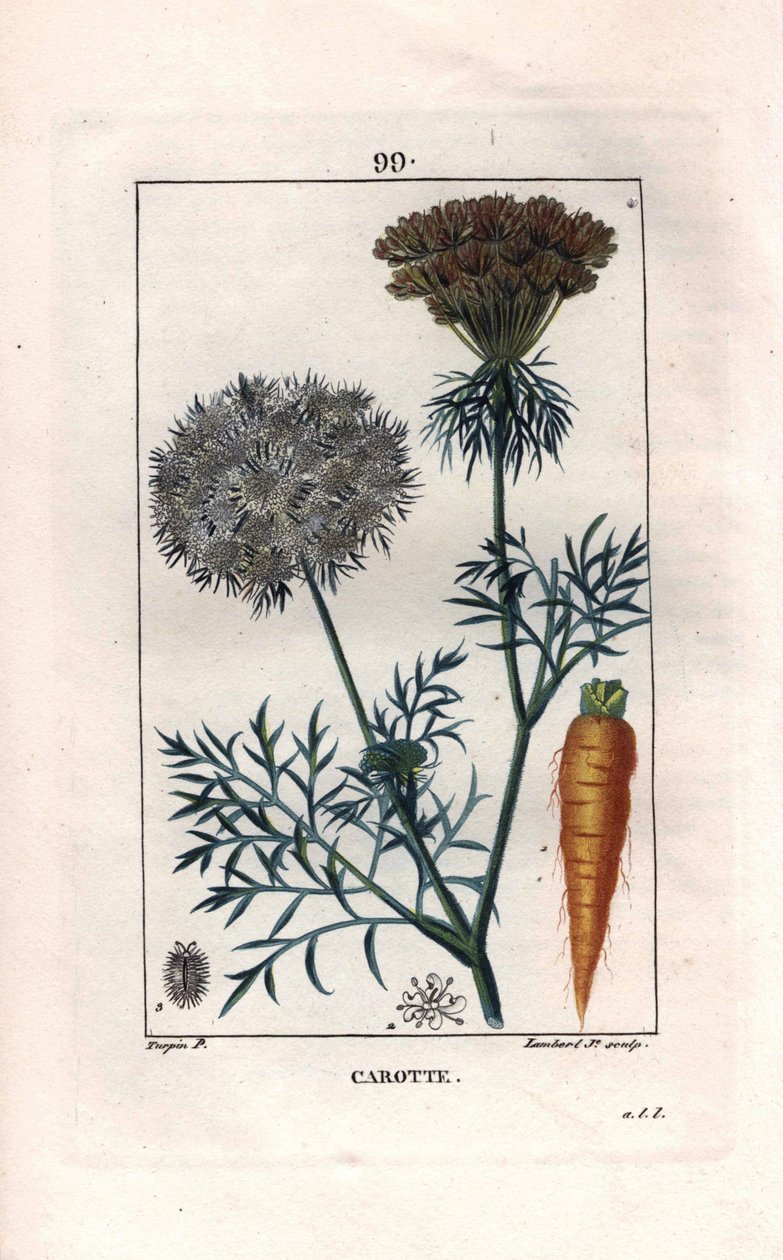 Botanisk: gulerod - Gulerodsrod og blomst, Daucus carota. Håndkoloreret kobberstik af Lambert efter en tegning af Pierre Jean-Francois Turpin fra Chaumeton, Poiret et Chamberets "" La Flore Medicale,"" Paris, Panckoucke af Pierre Jean Francois Turpin