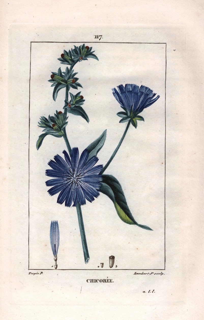 Botanisk: chicoree med blomst - Cikorieplante og blomst, Cichorium intybus. Håndkoloreret kobberstik af Lambert efter en tegning af Pierre Jean-Francois Turpin fra Chaumeton, Poiret et Chamberets "" La Flore Medicale,"" Paris, Panckouc af Pierre Jean Francois Turpin