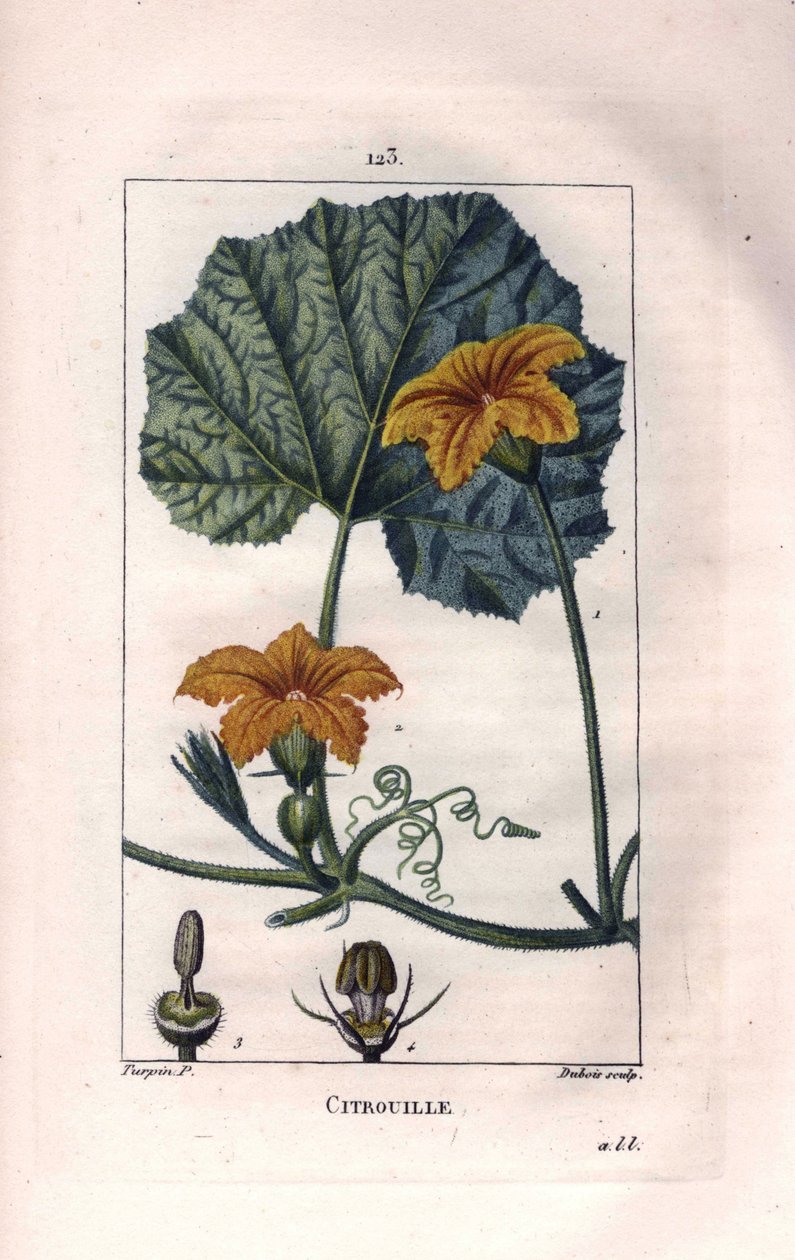 Botanisk: squashblomst - Græskarblomst, blad og vin, græskar, Cucurbita pepo. Håndfarvet stiplet kobberstik af Lambert efter en tegning af Pierre Jean-Francois Turpin fra Chaumeton, Poiret et Chamberets "" La Flore Medicale,"" Paris, Panc af Pierre Jean Francois Turpin
