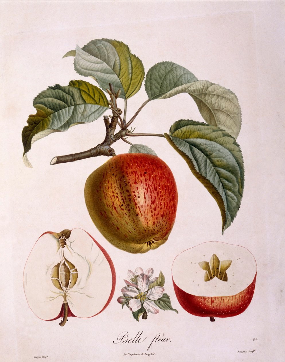 Botanik - Rosaceae - æble "Smuk blomst". (botanisk bestyrelse af Pierre Jean Francois Turpin