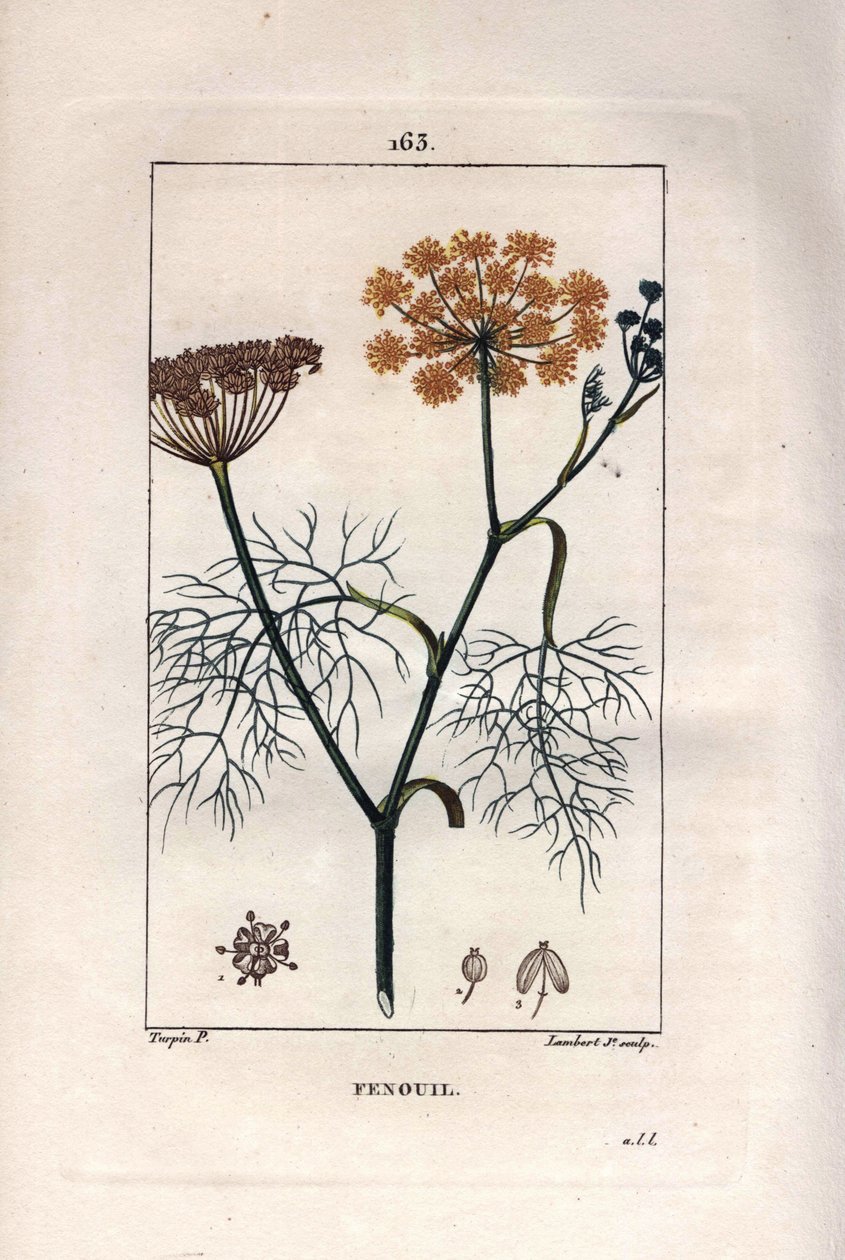 Botanik: Fennikel, fennikel, Foeniculum vulgare. Håndkoloreret kobberstik af Lambert efter en tegning af Pierre Jean-Francois Turpin fra Chaumeton, Poiret et Chamberets "" La Flore Medicale,"" Paris, Panckoucke af Pierre Jean Francois Turpin