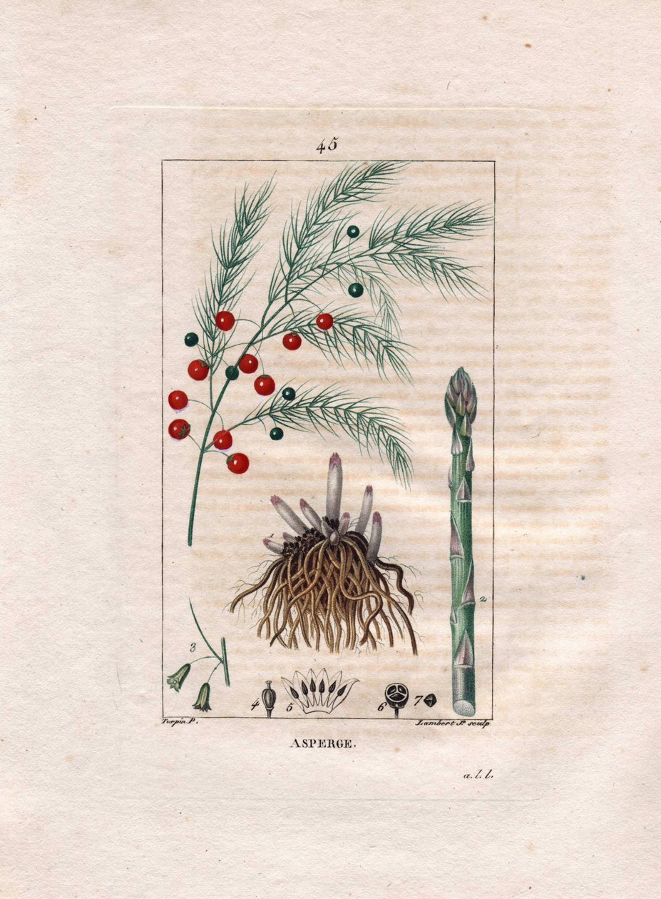 Botanik: asparges - Asparges rod, blomst og frugt, Asparagus officinalis. Håndkoloreret kobberstik af Lambert efter en tegning af Pierre Jean-Francois Turpin fra Chaumeton, Poiret et Chamberets "" La Flore Medicale,"" Paris, Panckoucke af Pierre Jean Francois Turpin