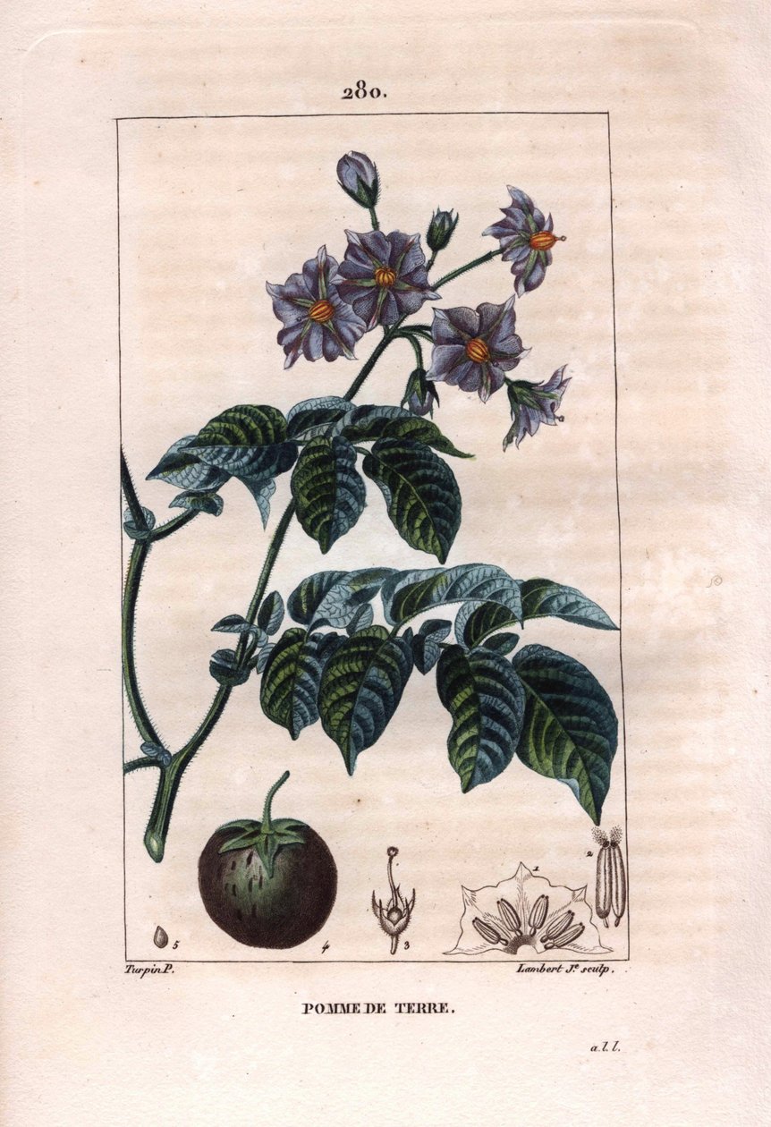 Botanik: kartoffel - Kartoffelplante, blomster og frugt, Solanum tuberosum. Håndkoloreret kobberstik af Lambert efter en tegning af Pierre Jean-Francois Turpin fra Chaumeton, Poiret et Chamberets "" La Flore Medicale,"" Paris, Panckoucke af Pierre Jean Francois Turpin