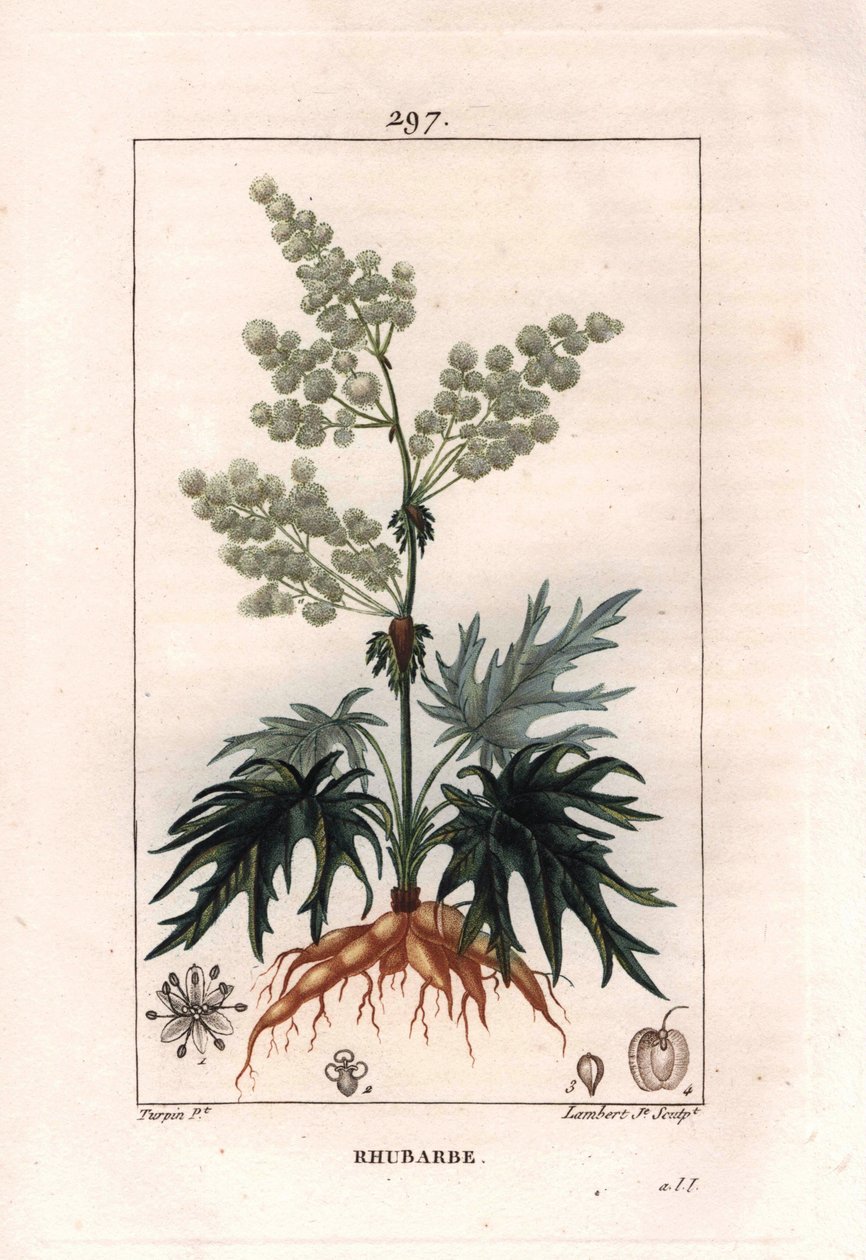 Botanik: rabarber - Rabarberplante, blade og rødder, Rheum rhabarbarum. Håndkoloreret kobberstik af Lambert efter en tegning af Pierre Jean-Francois Turpin fra Chaumeton, Poiret et Chamberets "" La Flore Medicale,"" Paris, Panckoucke af Pierre Jean Francois Turpin