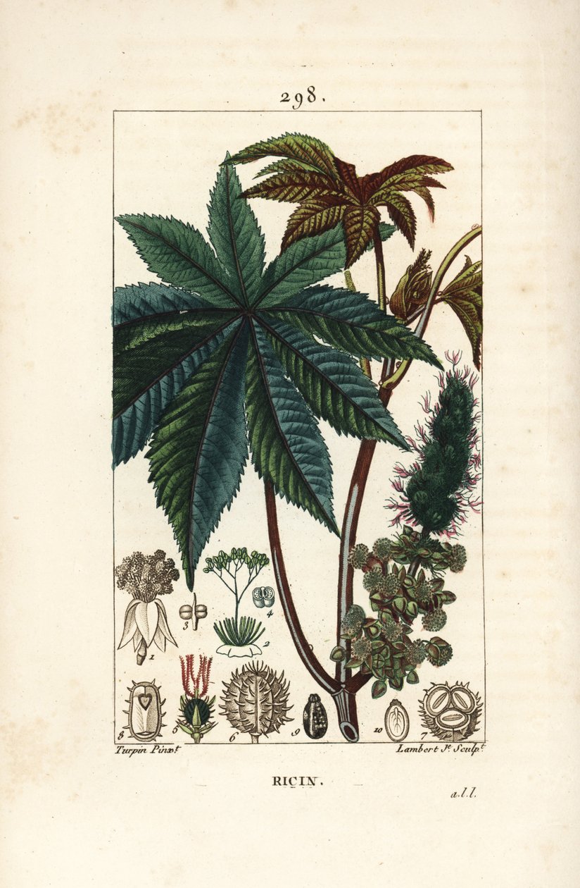 Ricinusolieplante eller ricinus, Ricinus communis (Ricinus vulgaris), med blade, blomst, stilk og frø. Håndfarvet stipple kobberstik af Lambert Junior efter en tegning af Pierre Jean-Francois Turpin fra Chaumeton, Poiret og Chamberets "" La Flo af Pierre Jean Francois Turpin