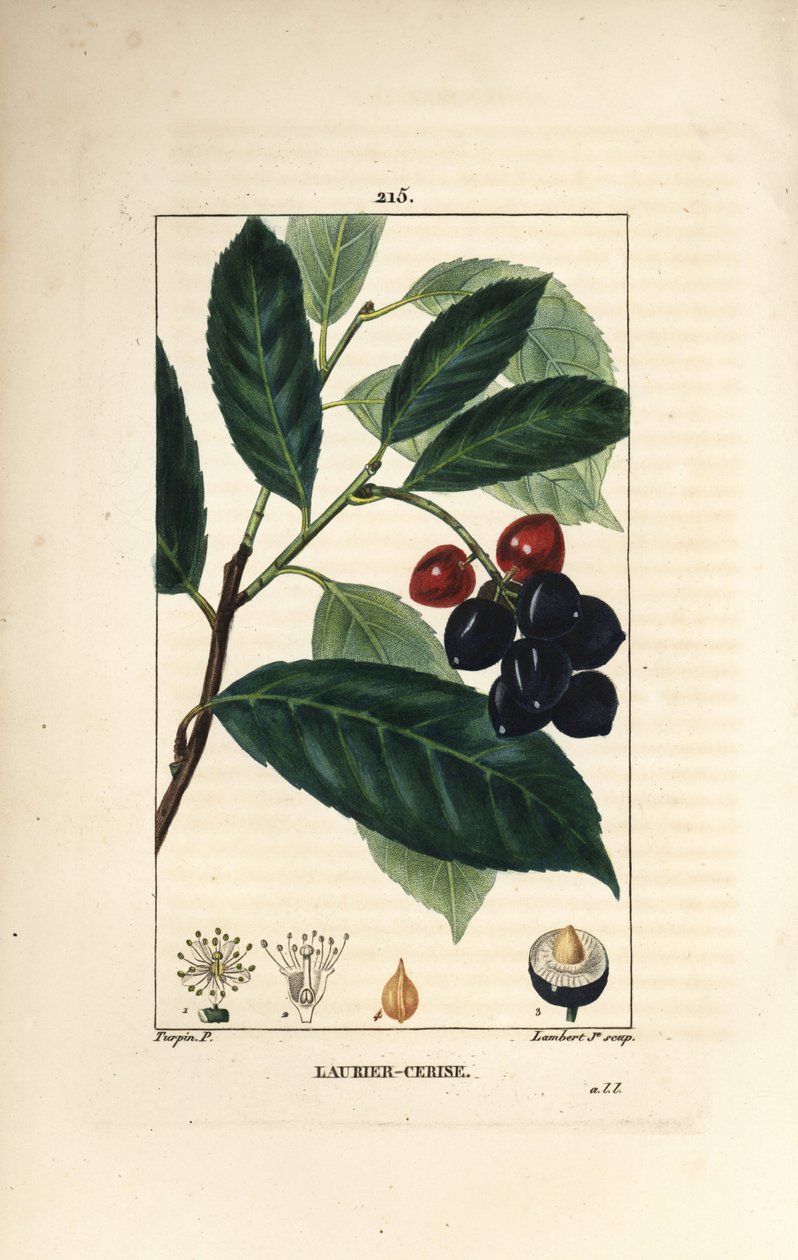 Kirsebær laurbær - Kirsebær laurbær, Prunus laurocerasus, med blade, frugt og frø. Håndfarvet stiplet kobberstik af Lambert Junior efter en tegning af Pierre Jean-Francois Turpin fra Chaumeton, Poiret og Chamberets "" La Flore Medicale,"" Paris, af Pierre Jean Francois Turpin
