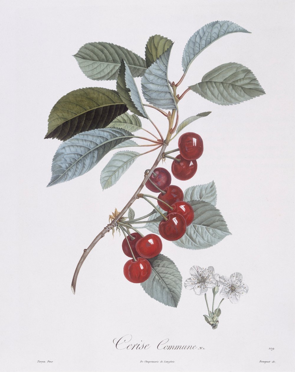 Kirsebærtræ (Prunus avium), Henry Louis Duhamel du Monceau, botanisk plade af Pierre Jean Francois Turpin af Pierre Jean Francois Turpin