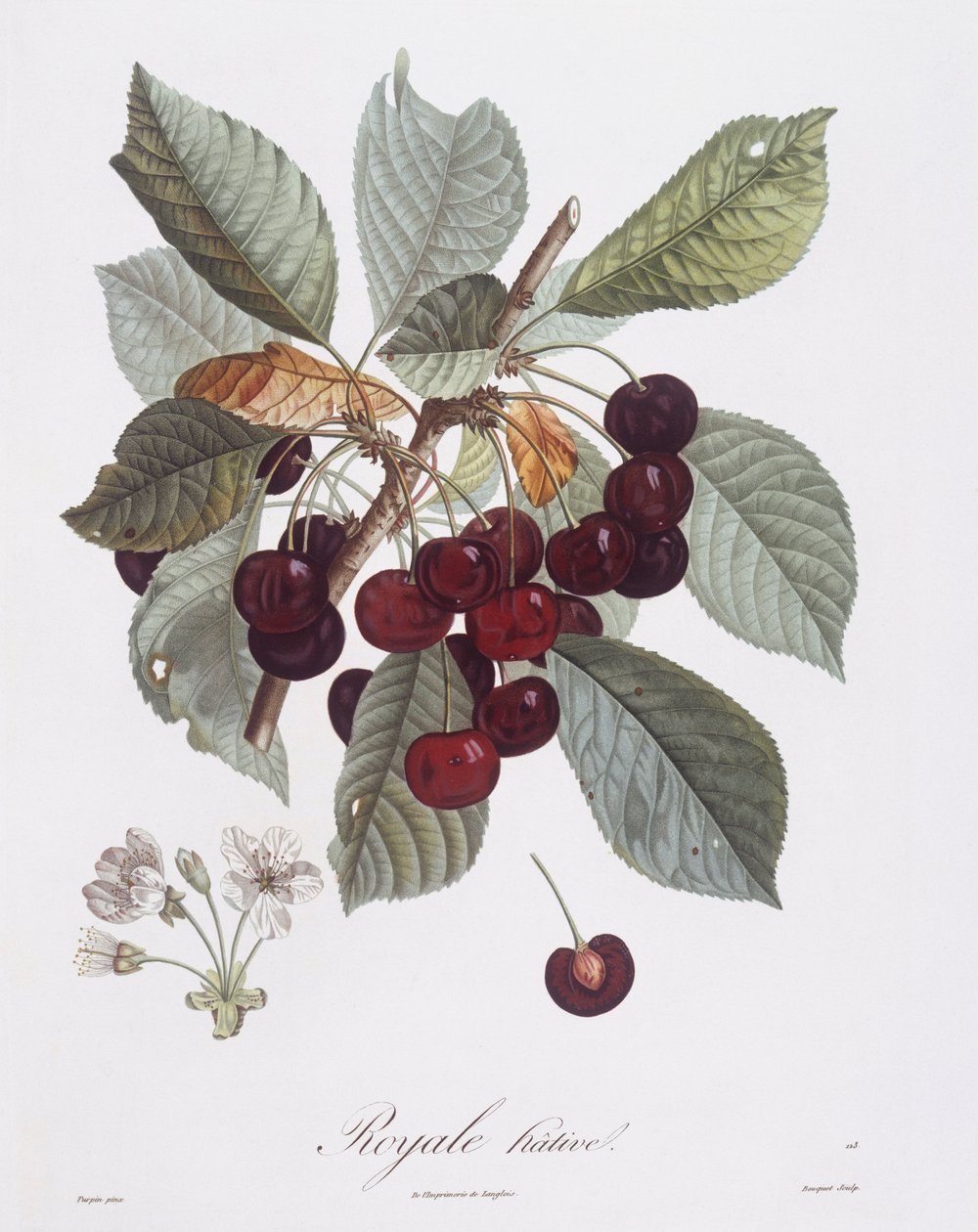 Kirsebærtræ (Prunus avium), Henry Louis Duhamel du Monceau, botanisk plade af Pierre Jean Francois Turpin af Pierre Jean Francois Turpin