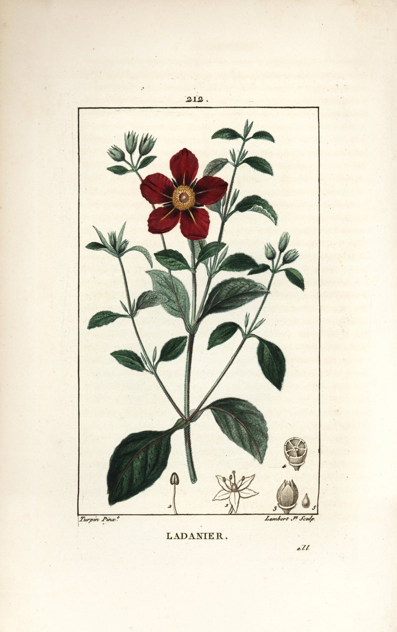 Cistus af Kreta - Gum cistus, Cistus creticus. Håndkoloreret kobberstik af Lambert Junior efter en tegning af Pierre Jean-Francois Turpin fra Chaumeton, Poiret og Chamberets "" La Flore Medicale,"" Paris, Panckoucke af Pierre Jean Francois Turpin