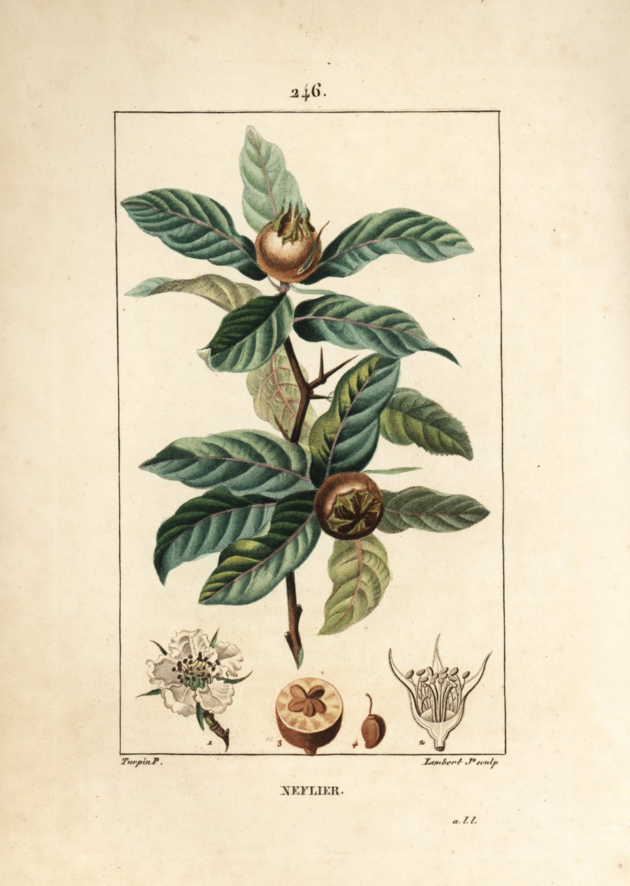 Almindelig Neflier - tysk mispel, Mespilus germanica, med blade, frugter, frø og blomst. Håndkoloreret kobberstik af Lambert Junior efter en tegning af Pierre Jean-Francois Turpin fra Chaumeton, Poiret og Chamberets "" La Flore Medicale,"" af Pierre Jean Francois Turpin