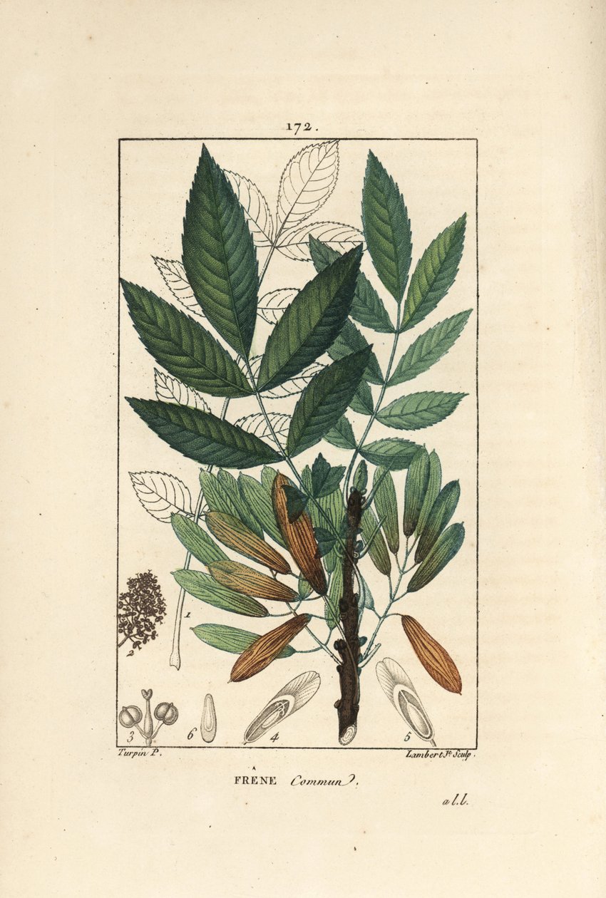 Almindelig ask eller ask eleve - Asketræ, Fraxinus excelsior, viser gren, blade, frø og blade i omrids. Håndkoloreret kobberstik af Lambert Junior efter en tegning af Pierre Jean-Francois Turpin fra Chaumeton, Poiret et Chamberets "" af Pierre Jean Francois Turpin