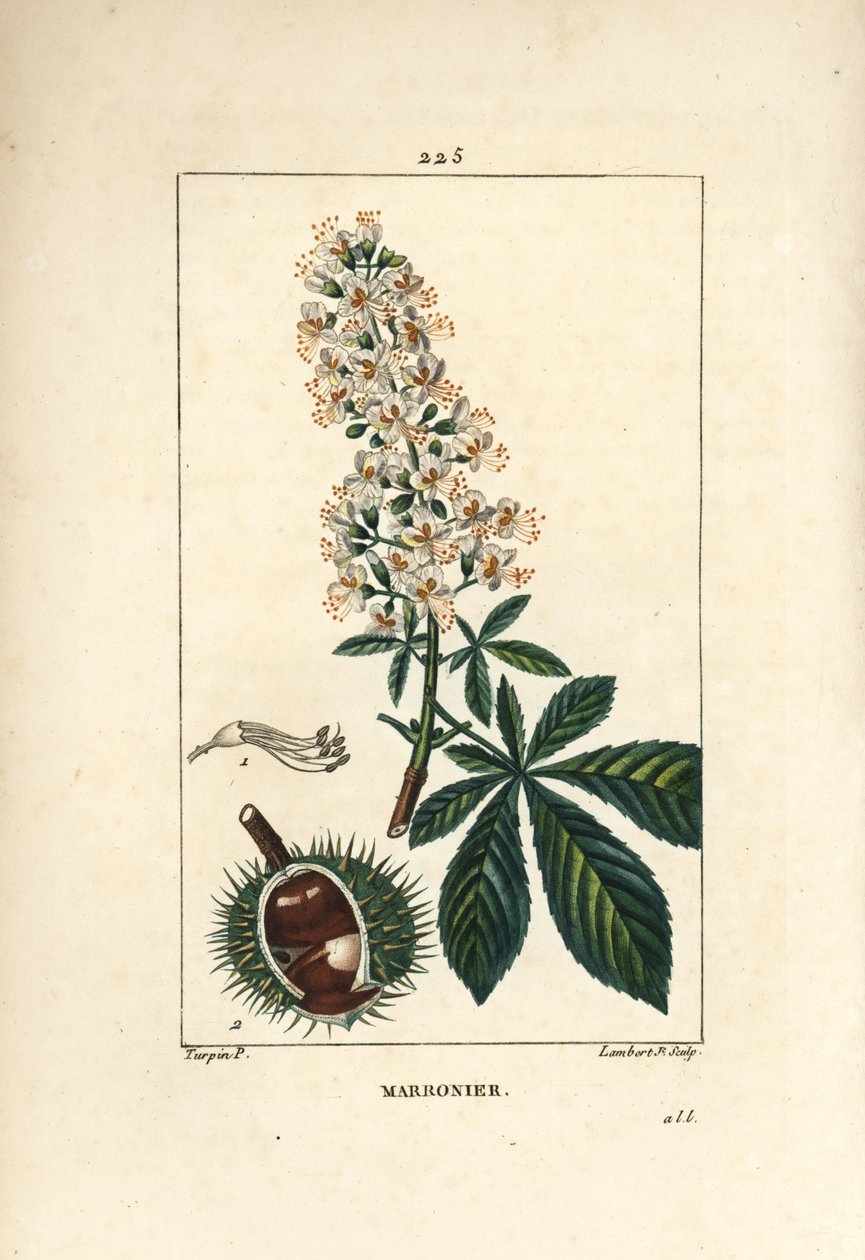 Almindelig kastanje, kastanje eller hvid kastanje - Hestekastanje, Aesculus hippocastanum. Håndfarvet stiplet kobberstik af Lambert Junior efter en tegning af Pierre Jean-Francois Turpin fra Chaumeton, Poiret og Chamberets "" La Flore Medicale,"" P af Pierre Jean Francois Turpin