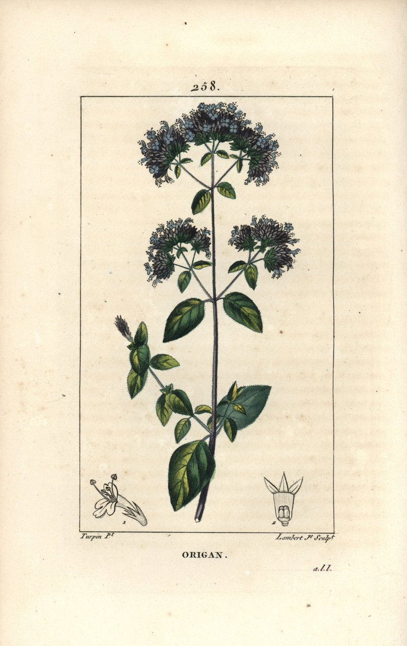 Almindelig oregano, også kaldet vild merian - Oregano eller vild merian, Origanum vulgare, med blomst, blad, stilk og frø. Håndfarvet stiplet kobberstik af Lambert Junior efter en tegning af Pierre Jean-Francois Turpin fra Chaumeton, Poiret og af Pierre Jean Francois Turpin