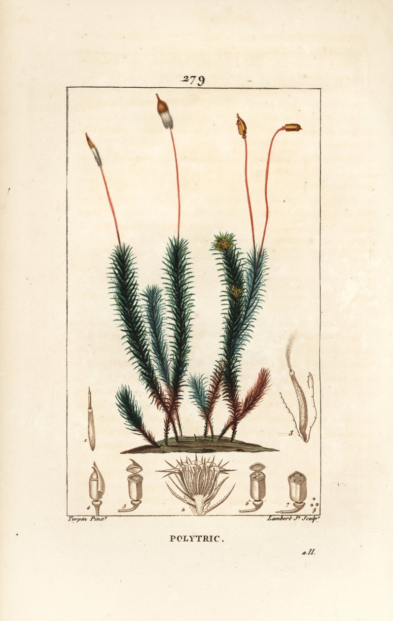 Almindelig polytrichum (skum) - Almindelig hårkappemos, Almindelig polytrichum. Håndkoloreret kobberstik af Lambert Junior efter en tegning af Pierre Jean-Francois Turpin fra Chaumeton, Poiret og Chamberets "" La Flore Medicale,"" Paris, Panckoucke af Pierre Jean Francois Turpin
