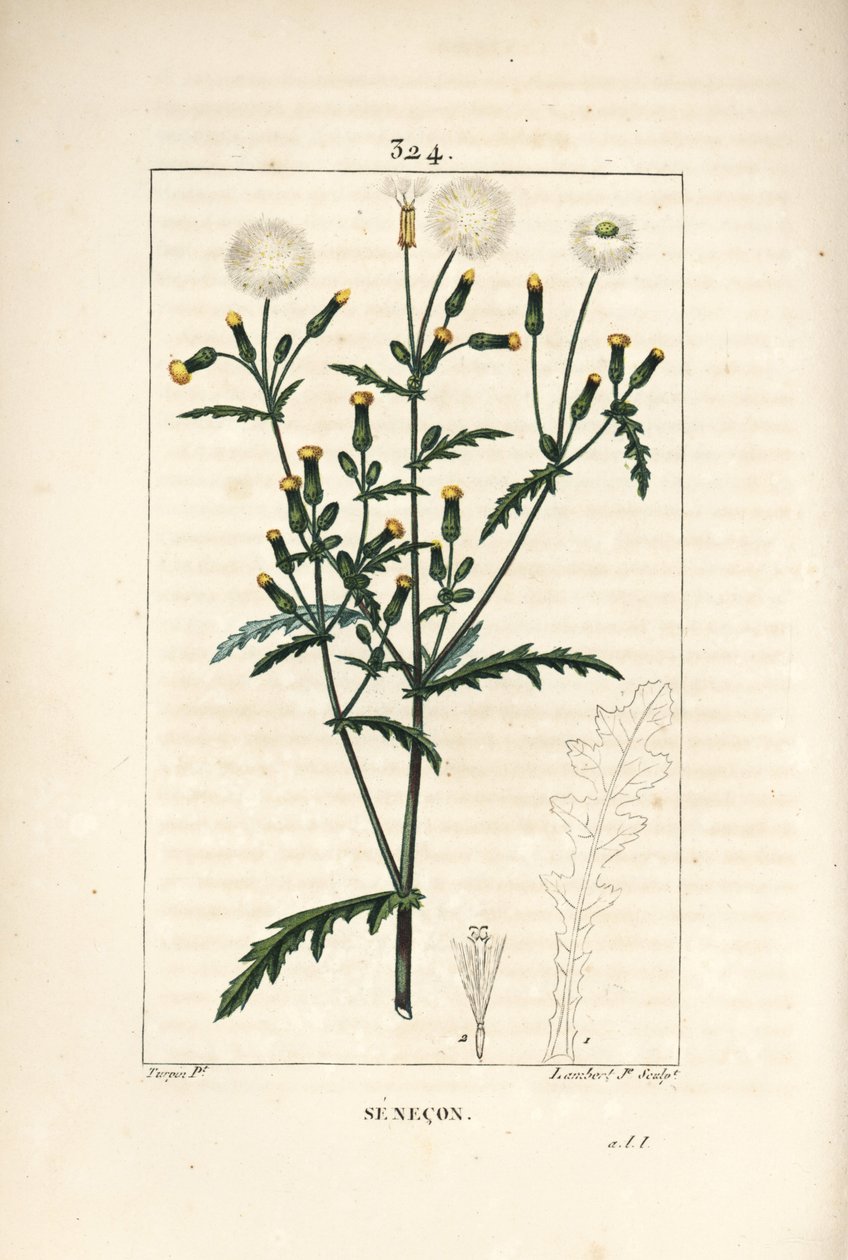 Almindelig senekon - Almindelig jordsel, Senecio vulgaris, med blomster-, blad-, frø-, stilk- og bladomrids. Håndfarvet stiplet kobberstik af Lambert Junior efter en tegning af Pierre Jean-Francois Turpin fra Chaumeton, Poiret og Chamberets "" La F af Pierre Jean Francois Turpin