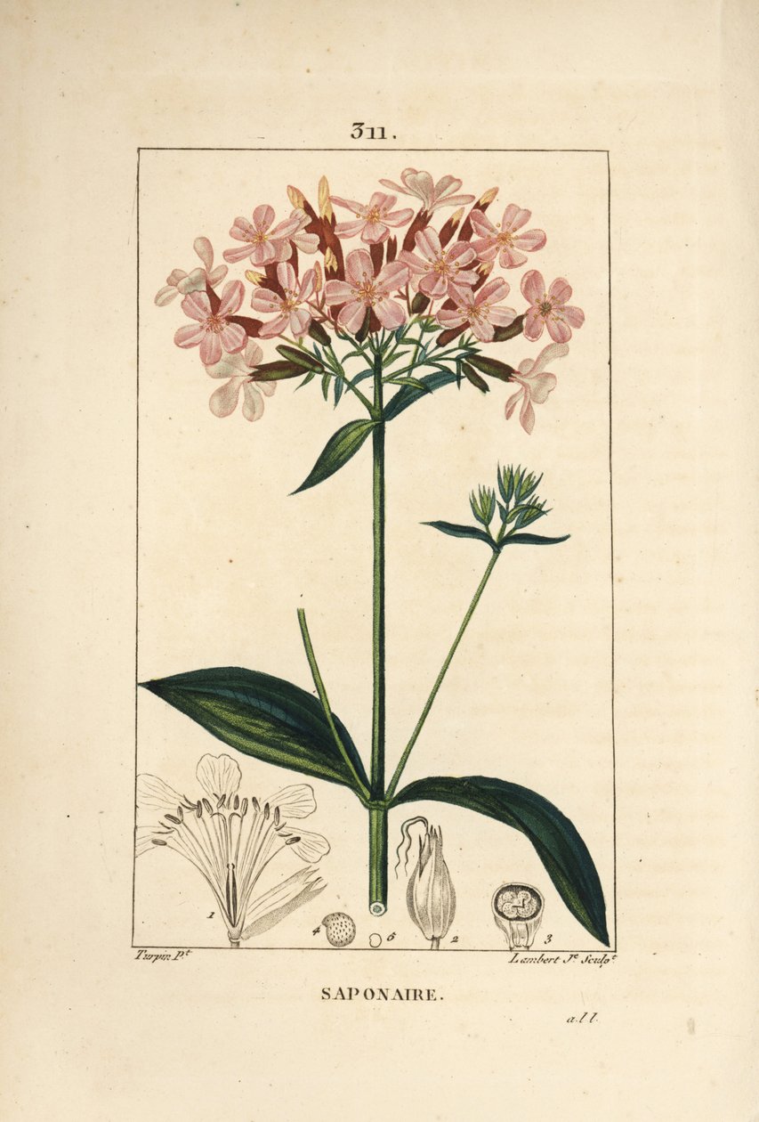 Almindelig soapwort, saponaria officinalis, med blomst, blad, stilk og frø. Håndfarvet stippel kobberplade-gravering af Lambert Junior fra en tegning af Pierre Jean-Francois Turpin fra Chaumeton, Poiret og Chamberet