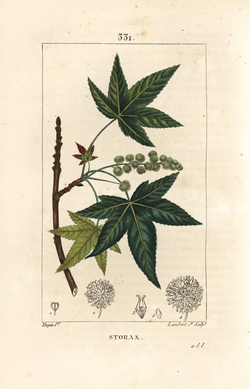 Copalm of America eller Liquidambar - Storax eller flydende rav, Liquidambar styraciflua. Håndfarvet stiplet kobberstik af Lambert Junior efter en tegning af Pierre Jean-Francois Turpin fra Chaumeton, Poiret og Chamberets "" La Flore Medicale,"" Pa af Pierre Jean Francois Turpin