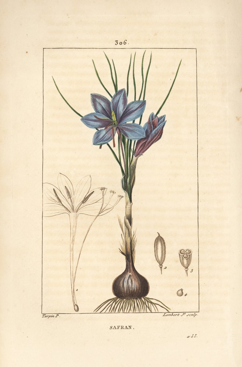 Krokus - Safrankrokus, Crocus sativus, der viser blomst, blade, stængel, løg og stigma. Håndkoloreret kobberstik af Lambert Junior efter en tegning af Pierre Jean-Francois Turpin fra Chaumeton, Poiret og Chamberets "" La Flore Medicale,"" af Pierre Jean Francois Turpin