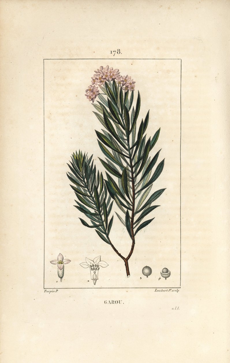 Daphne garou, Thymele eller Saint Bois - Spurge hør, Daphne gnidium. Håndkoloreret kobberstik af Lambert Junior efter en tegning af Pierre Jean-Francois Turpin fra Chaumeton, Poiret og Chamberets "" La Flore Medicale,"" Paris, Panckoucke af Pierre Jean Francois Turpin
