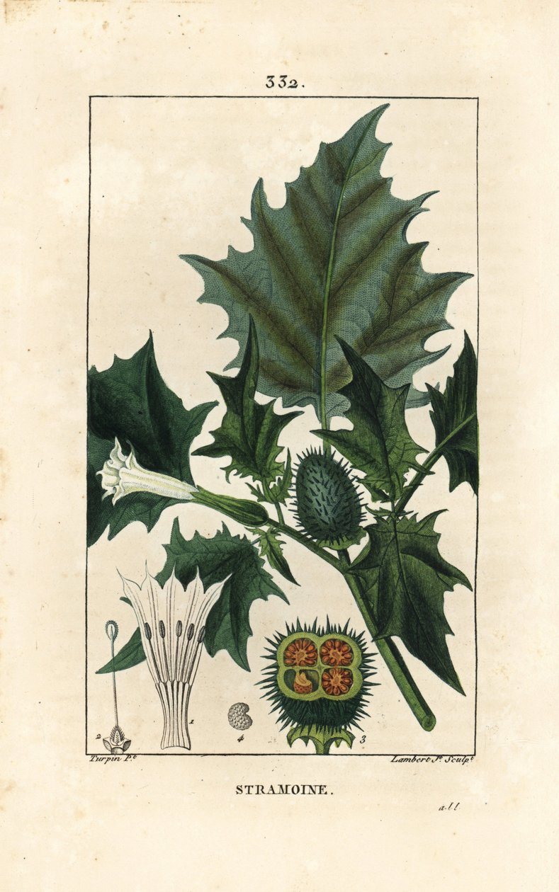 Datura officinal, Stramoine eller spinøst æble - Tornæble, loco weed eller jimson weed, Datura stramonium. Håndfarvet stiplet kobberstik af Lambert Junior efter en tegning af Pierre Jean-Francois Turpin fra Chaumeton, Poiret og Chamberets "" La af Pierre Jean Francois Turpin