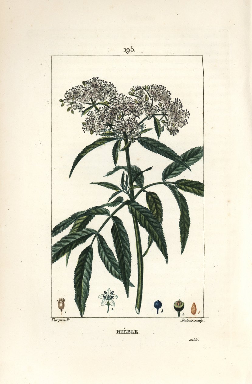 Dværgældste - Dværgældste, Sambucus humilis. Håndkoloreret kobberstik af Lambert Junior efter en tegning af Pierre Jean-Francois Turpin fra Chaumeton, Poiret og Chamberets "" La Flore Medicale,"" Paris, Panckoucke af Pierre Jean Francois Turpin