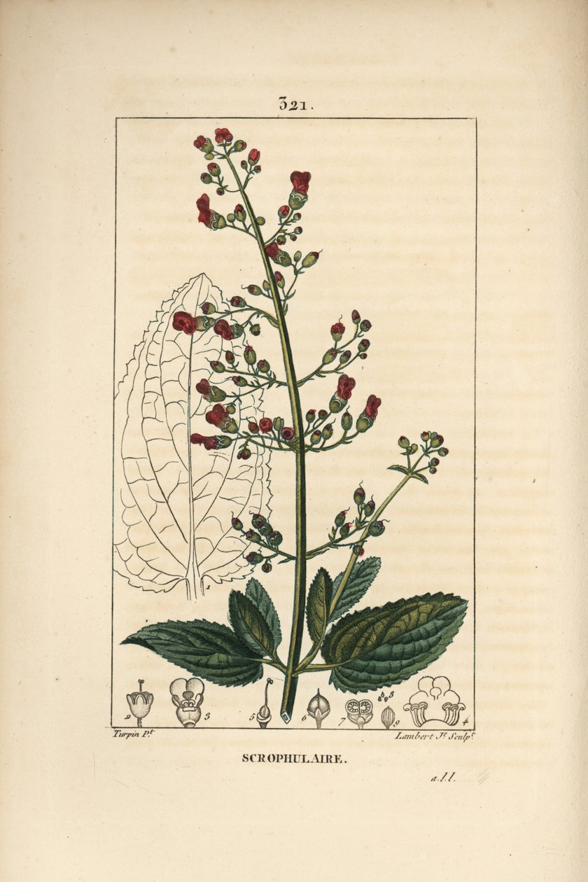 Øre scrofulary - Vandfigenurt, Scrophularia aquatica, med blomster-, blad-, stilk-, frø- og bladomrids. Håndfarvet stiplet kobberstik af Lambert Junior efter en tegning af Pierre Jean-Francois Turpin fra Chaumeton, Poiret og Chamberets "" La F af Pierre Jean Francois Turpin