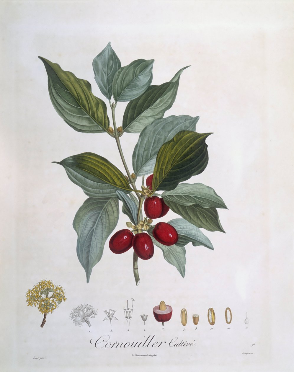 European Cornel (Cornus mas), Henry Louis Duhamel du Monceau, botanisk plade af Pierre Jean Francois Turpin af Pierre Jean Francois Turpin