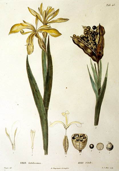 Fetid Iris, graveret af L. J. Allais (håndkoloreret gravering) af Pierre Jean Francois Turpin