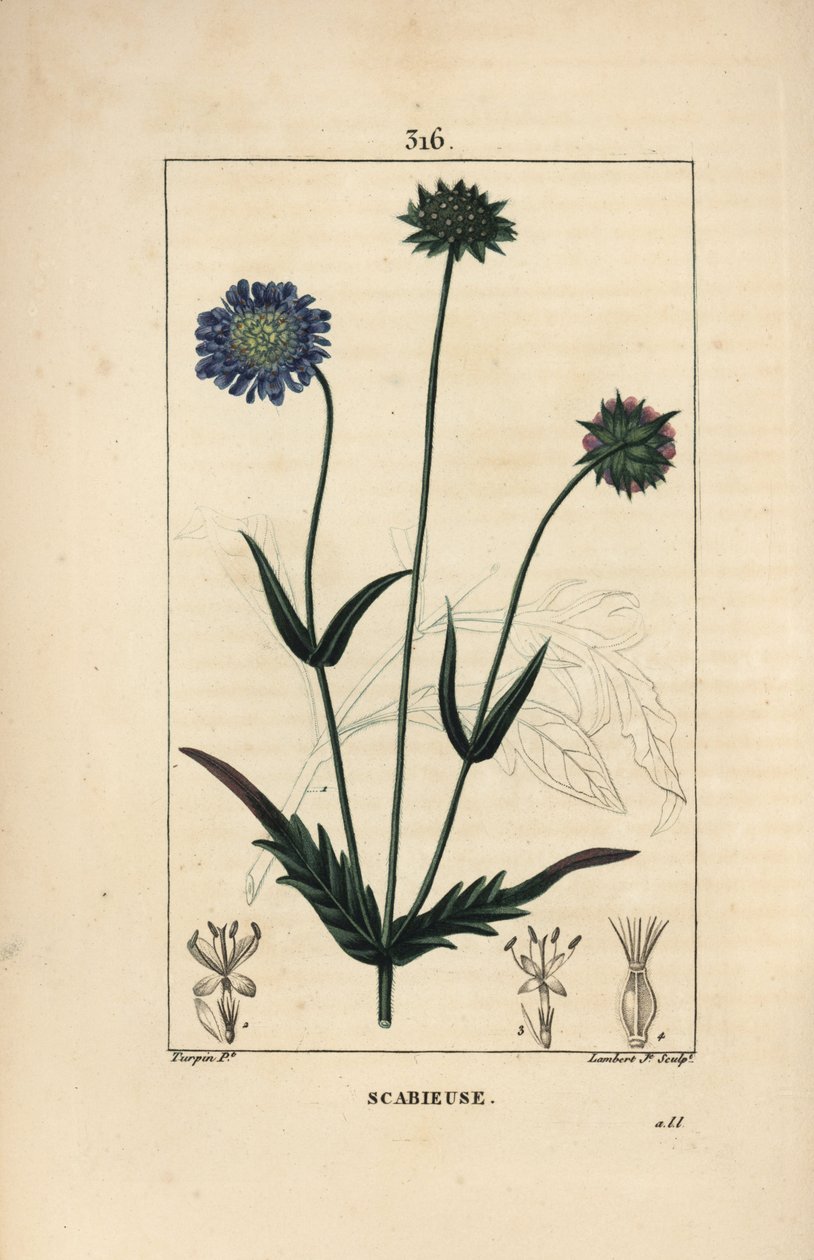 Markknautie eller field scabieuse - Markfnat, Knautia arvensis, med blomster-, blad-, stilk-, frø- og bladomrids. Håndfarvet stiplet kobberstik af Lambert Junior efter en tegning af Pierre Jean-Francois Turpin fra Chaumeton, Poiret og Cham af Pierre Jean Francois Turpin