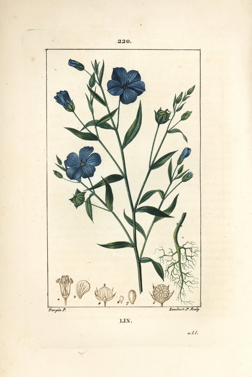 Hør - Hørfrø, Linum sativum. Håndkoloreret kobberstik af Lambert Junior efter en tegning af Pierre Jean-Francois Turpin fra Chaumeton, Poiret og Chamberets "" La Flore Medicale,"" Paris, Panckoucke af Pierre Jean Francois Turpin