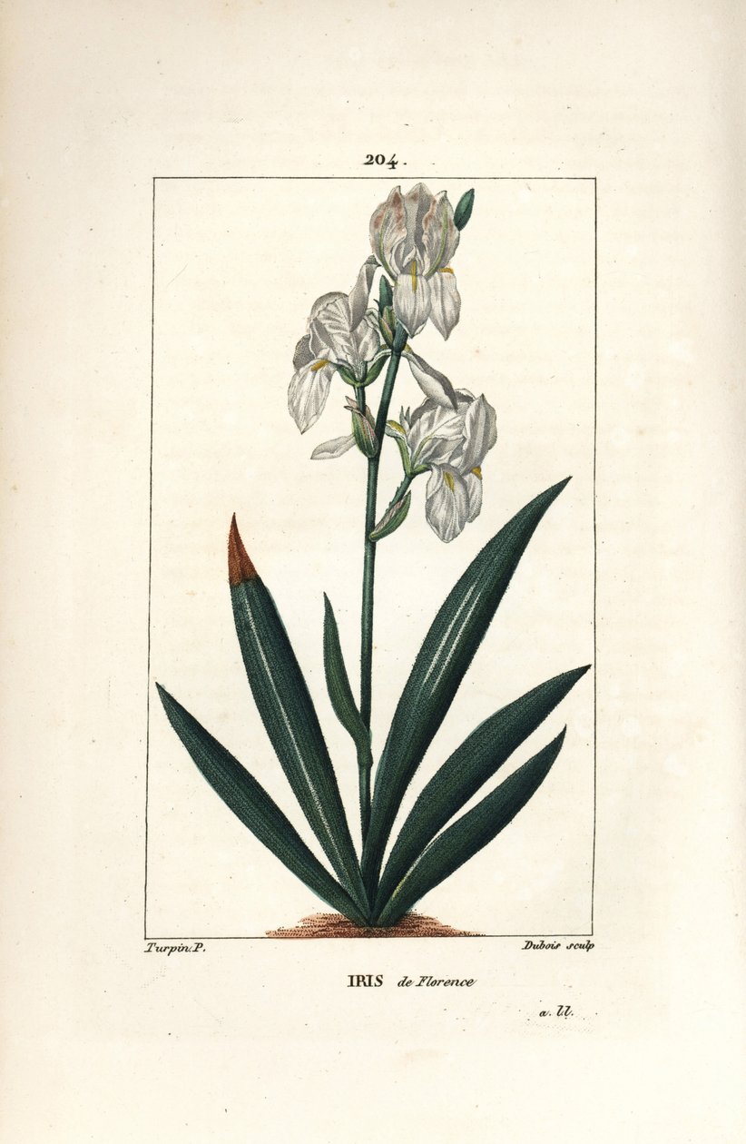Florentinsk iris, Firenze Iris - Florentinsk iris, Iris florentina, blomst og blad. Håndkoloreret kobberstik af Dubois efter en tegning af Pierre Jean-Francois Turpin fra Chaumeton, Poiret og Chamberets "" La Flore Medicale,"" Paris, Pan af Pierre Jean Francois Turpin