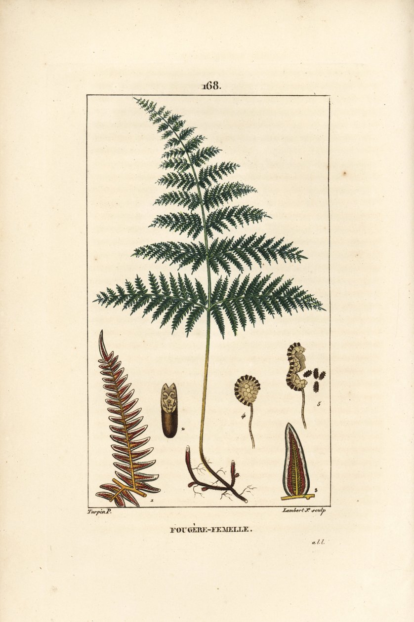 Fougere Aigle ou Grande Fougere - Hunbregne eller brakke, Pteridium aquilinum. Håndfarvet stipplet kobberstik af Lambert Junior efter en tegning af Pierre Jean-Francois Turpin fra Chaumeton, Poiret et Chamberets "" La Flore Medicale,"" Paris, P. af Pierre Jean Francois Turpin