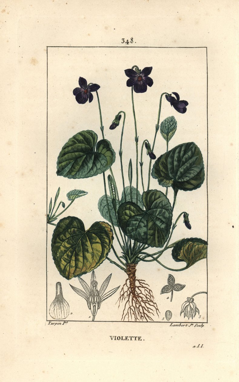 Duftende Violet - Sød viol, Viola odorata, med blomst, blade, stilk og rødder. Håndkoloreret kobberstik af Lambert Junior efter en tegning af Pierre Jean-Francois Turpin fra Chaumeton, Poiret og Chamberets "" La Flore Medicale,"" Pari af Pierre Jean Francois Turpin
