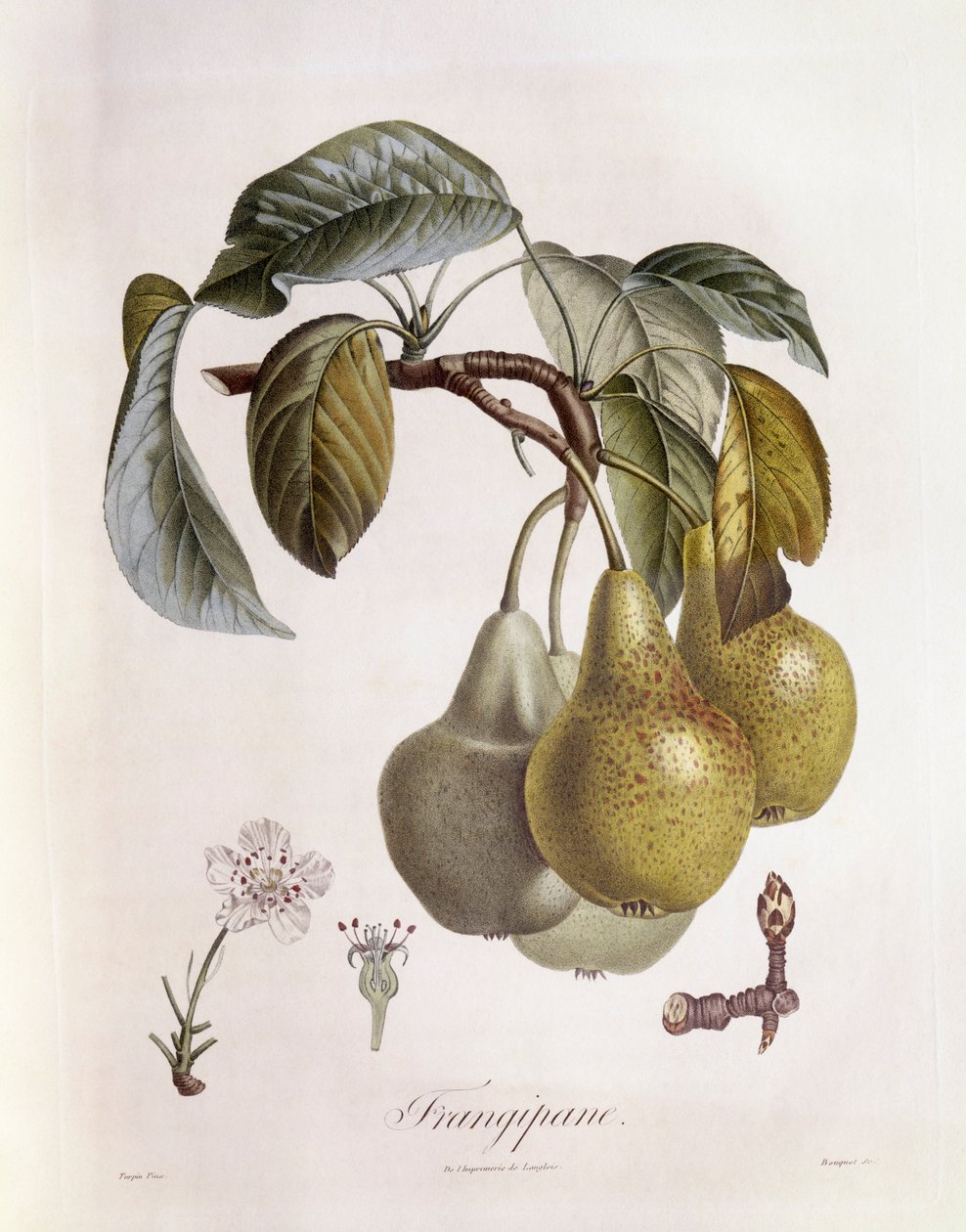 Frangipane (Plumeria) frugter Henry Louis Duhamel du Monceau, botanisk tallerken af ​​Pierre Jean Francois Turpin af Pierre Jean Francois Turpin