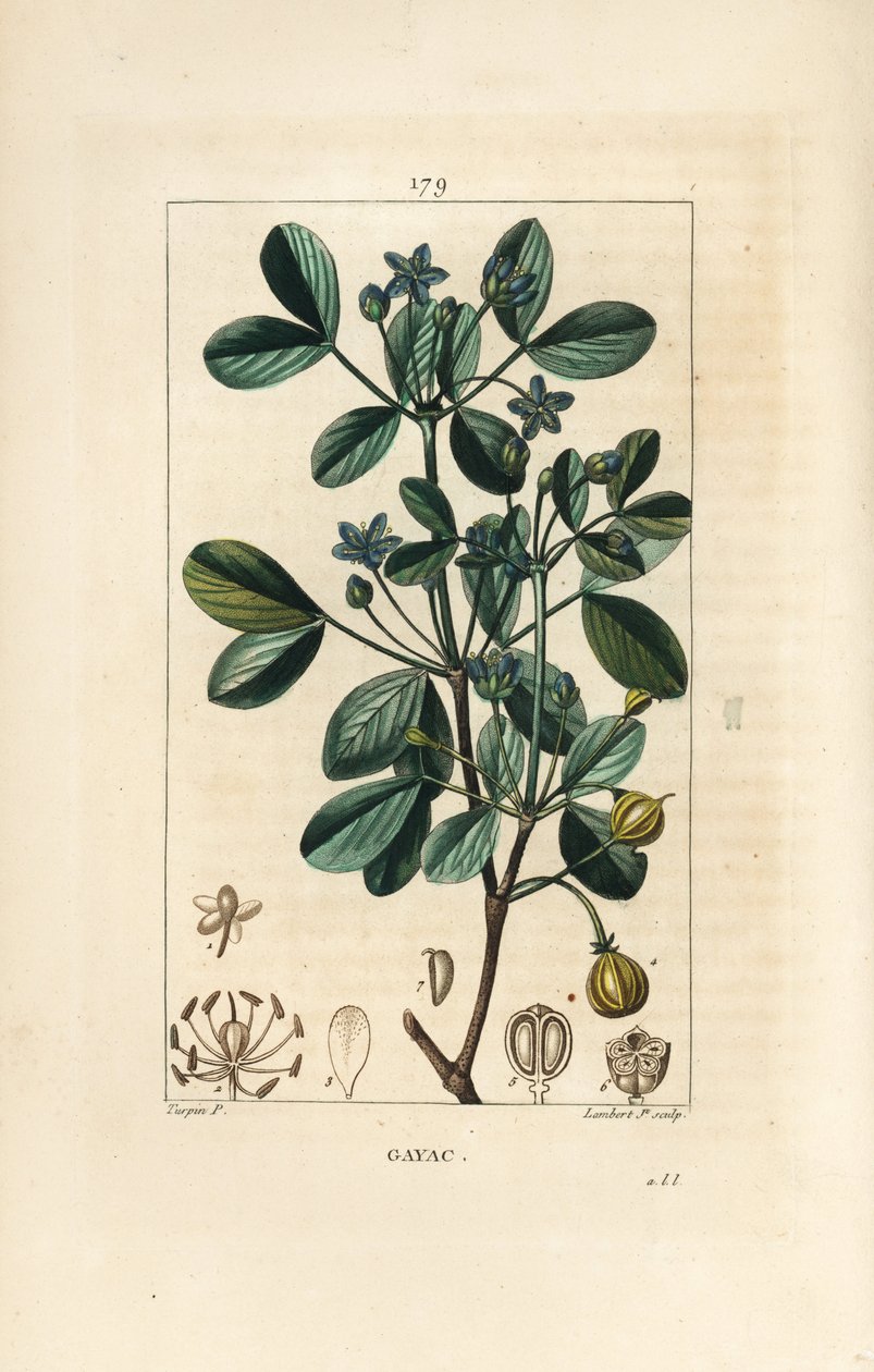 Gaiac eller helligt træ, livets træ - Guaiacum, Guajacum officinale. Håndkoloreret kobberstik af Lambert Junior efter en tegning af Pierre Jean-Francois Turpin fra Chaumeton, Poiret og Chamberets "" La Flore Medicale,"" Paris, Panckoucke af Pierre Jean Francois Turpin