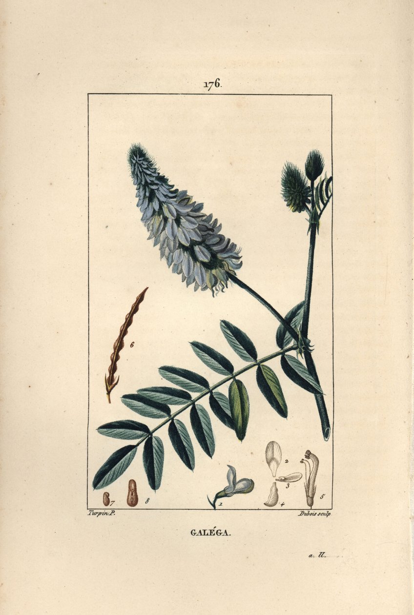 Galega - Gedevej, Galega officinalis, med blomst, blade og frø. Håndkoloreret kobberstik af Dubois efter en tegning af Pierre Jean-Francois Turpin fra Chaumeton, Poiret og Chamberets "" La Flore Medicale,"" Paris, Panckoucke af Pierre Jean Francois Turpin