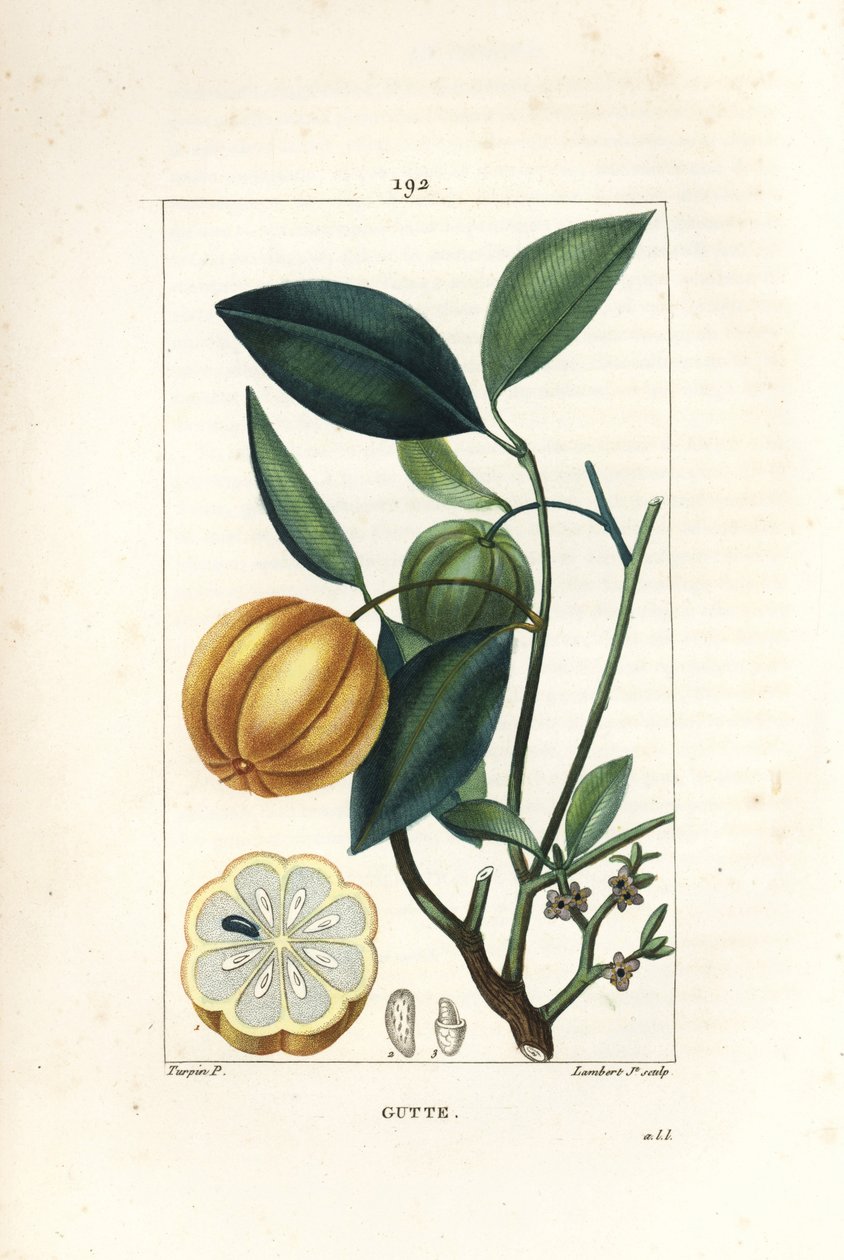 Garcinia gummi gutta eller Malabar Tamarinier, Gambooge, Brindall Bay - Gum guttae træ, Cambogia gutta, med frugt, blade, blomst og frugt i sektion. Håndfarvet stipplet kobberstik af Lambert Junior efter en tegning af Pierre Jean-Francois Turpin af Pierre Jean Francois Turpin