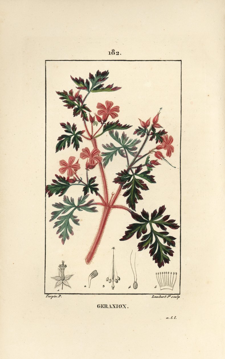 Geranium græs a Robert - Hert Robert, Geranium robertianum. Håndkoloreret kobberstik af Lambert Junior efter en tegning af Pierre Jean-Francois Turpin fra Chaumeton, Poiret og Chamberets "" La Flore Medicale,"" Paris, Panckoucke af Pierre Jean Francois Turpin