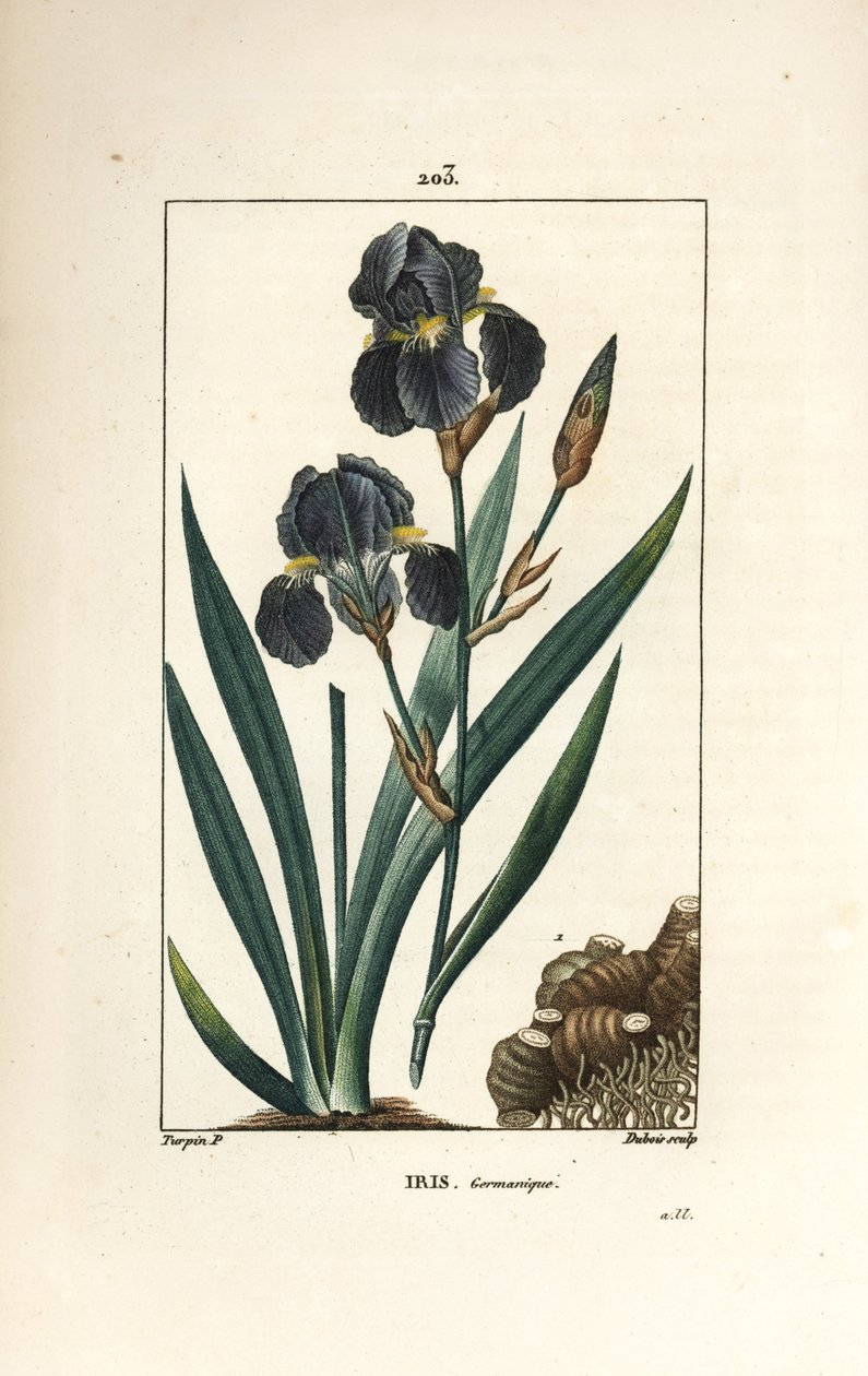 Tysk iris eller haveiris - Blå blomst de luce, Iris germanica, blad, blomst og rod. Håndfarvet stiplet kobberstik af Dubois efter en tegning af Pierre Jean-Francois Turpin fra Chaumeton, Poiret og Chamberets "" La Flore Medicale,"" Paris af Pierre Jean Francois Turpin
