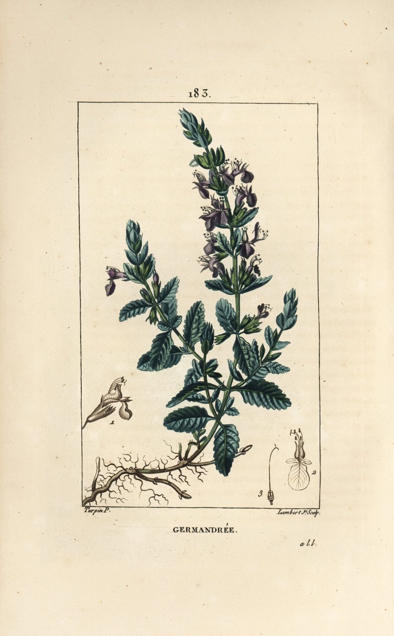 Germandree petit oak - Germander, Teucrium chamaedrys. Håndkoloreret kobberstik af Lambert Junior efter en tegning af Pierre Jean-Francois Turpin fra Chaumeton, Poiret og Chamberets "" La Flore Medicale,"" Paris, Panckoucke af Pierre Jean Francois Turpin