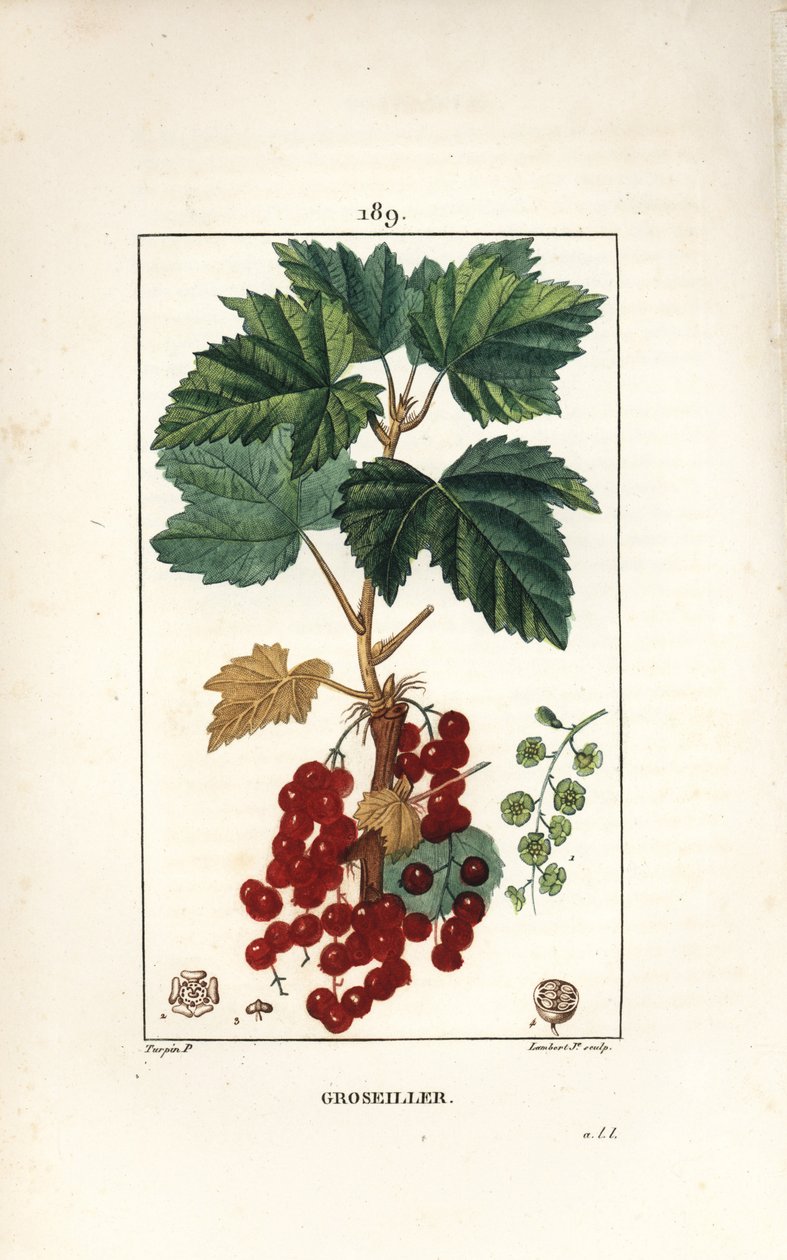 Gooseillier a klaser - Ribs, Ribes rubrum, med blade, stilk, frugt og blomst. Håndkoloreret kobberstik af Lambert Junior efter en tegning af Pierre Jean-Francois Turpin fra Chaumeton, Poiret og Chamberets "" La Flore Medicale,"" af Pierre Jean Francois Turpin