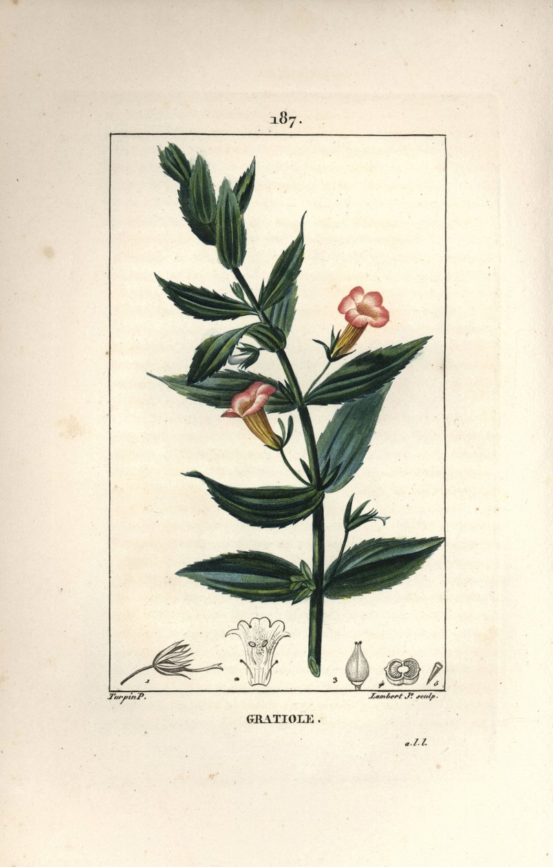Gratiole officinale, eller Grace de dieu, Grace au poor man, Petite digitale - Hækkeisop, Gratiola officinalis. Håndkoloreret kobberstik af Lambert Junior efter en tegning af Pierre Jean-Francois Turpin fra Chaumeton, Poiret og Chamberet af Pierre Jean Francois Turpin
