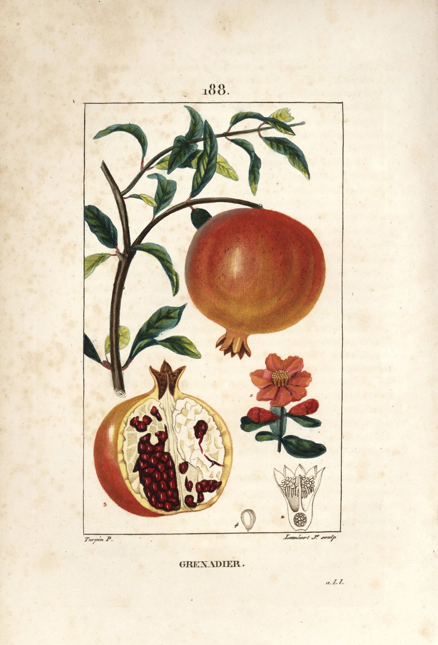 Grenadier - Granatæbletræ, Punica granatum, med blade, blomst, frugt og snit gennem frugt, der viser frø. Håndkoloreret kobberstik af Lambert Junior efter en tegning af Pierre Jean-Francois Turpin fra Chaumeton, Poiret og Chamberet af Pierre Jean Francois Turpin