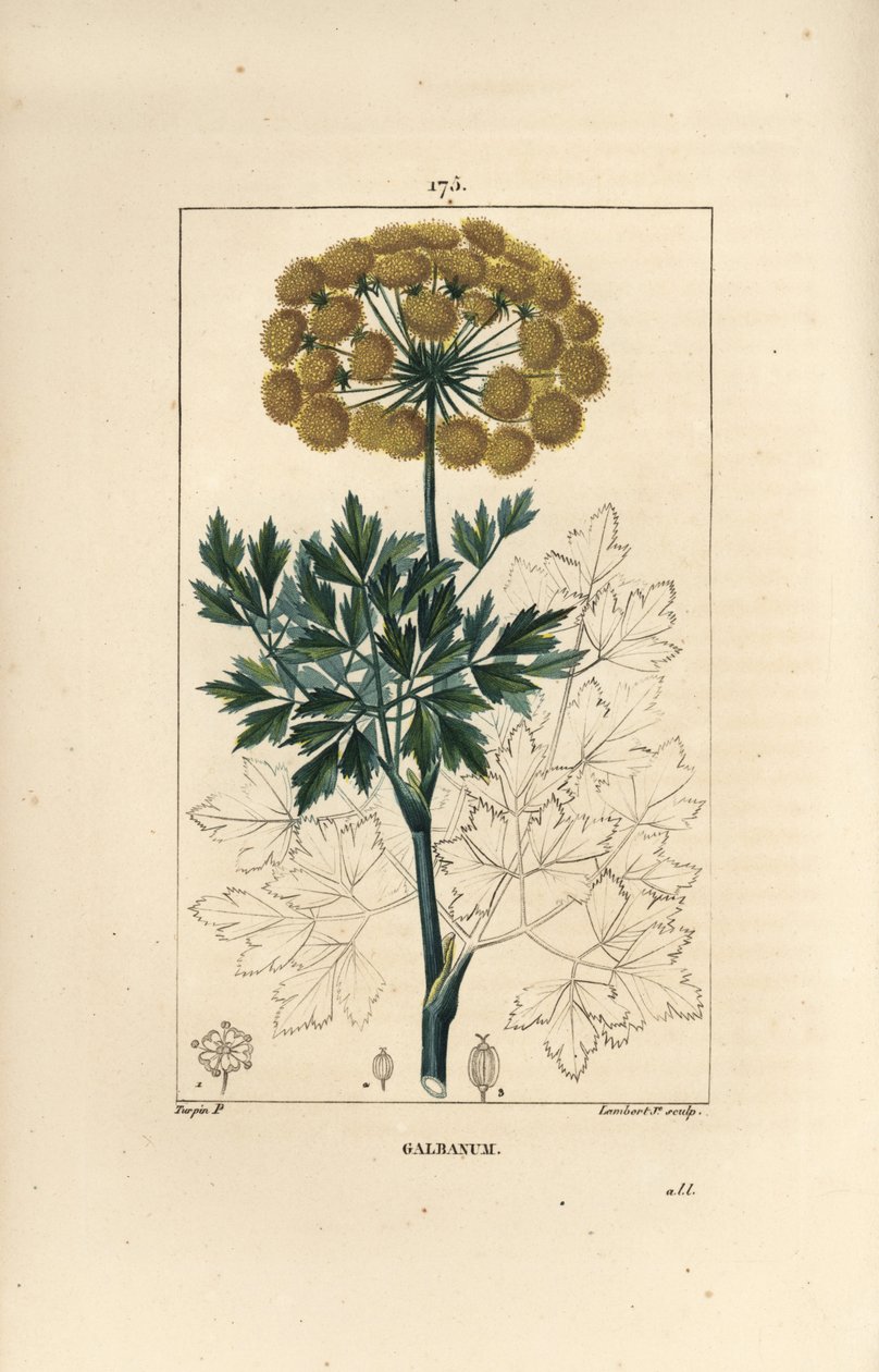 Gummy Ferule eller Galbanum - Galbanum, Gummy Ferula, der viser blomster, blade og frø. Håndfarvet stipple kobberstik af Lambert Junior fra en tegning af Pierre Jean-Francois Turpin fra Chaumeton, Poiret et Chamberets "" La Flore Medicale,"" af Pierre Jean Francois Turpin
