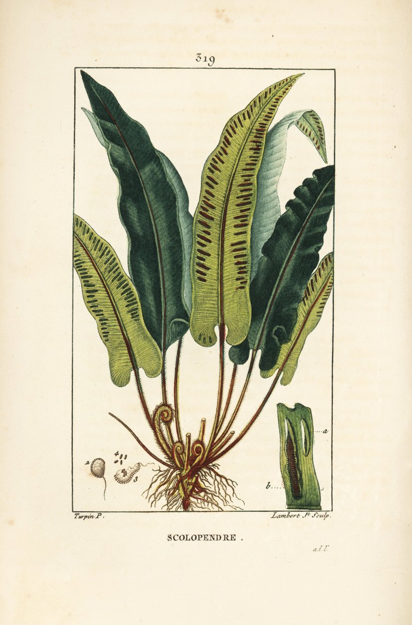 Hjertetungebregne, Asplenium scolopendrium, med blade, frø og rod. Håndfarvet stipplet kobberstik af Lambert Junior efter en tegning af Pierre Jean-Francois Turpin fra Chaumeton, Poiret og Chamberets "" La Flore Medicale,"" Paris, Panckou af Pierre Jean Francois Turpin