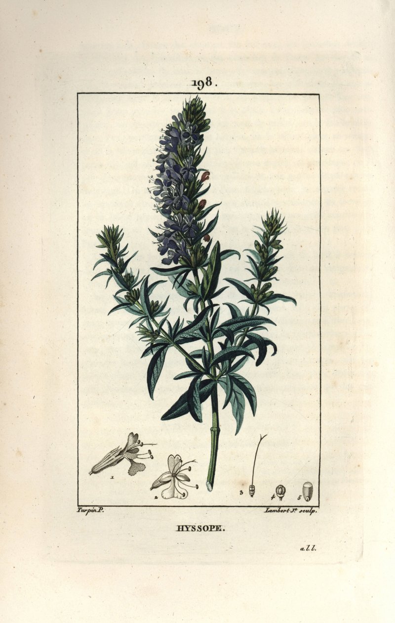 Isop officinale eller isop - Isop, Hyssopus officinalis. Håndkoloreret kobberstik af Lambert Junior efter en tegning af Pierre Jean-Francois Turpin fra Chaumeton, Poiret og Chamberets "" La Flore Medicale,"" Paris, Panckoucke af Pierre Jean Francois Turpin