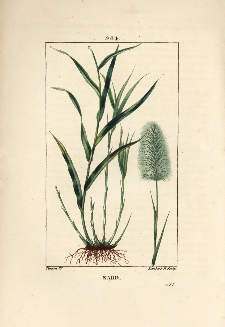 Indisk nardus, angiver, spicanard - Spikenard, Andropogon nardus, med blad, rod og blomst. Håndfarvet stiplet kobberstik af Lambert Junior efter en tegning af Pierre Jean-Francois Turpin fra Chaumeton, Poiret og Chamberets "" La Flore Medi af Pierre Jean Francois Turpin