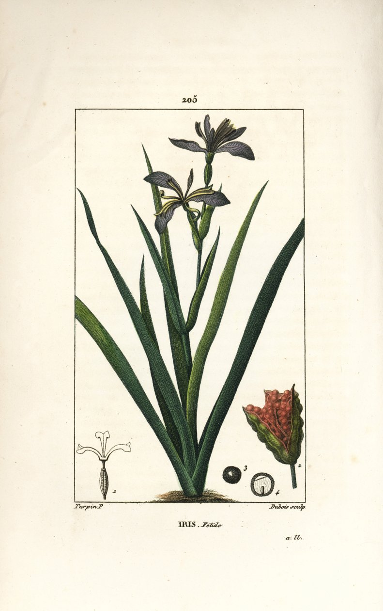 Iris fetide eller iris ben, stinkende iris - Stinking iris, Iris foetida, med blomst, blade og frøstand. Håndfarvet stiplet kobberstik af Dubois efter en tegning af Pierre Jean-Francois Turpin fra Chaumeton, Poiret og Chamberets "" La Flore Medi af Pierre Jean Francois Turpin