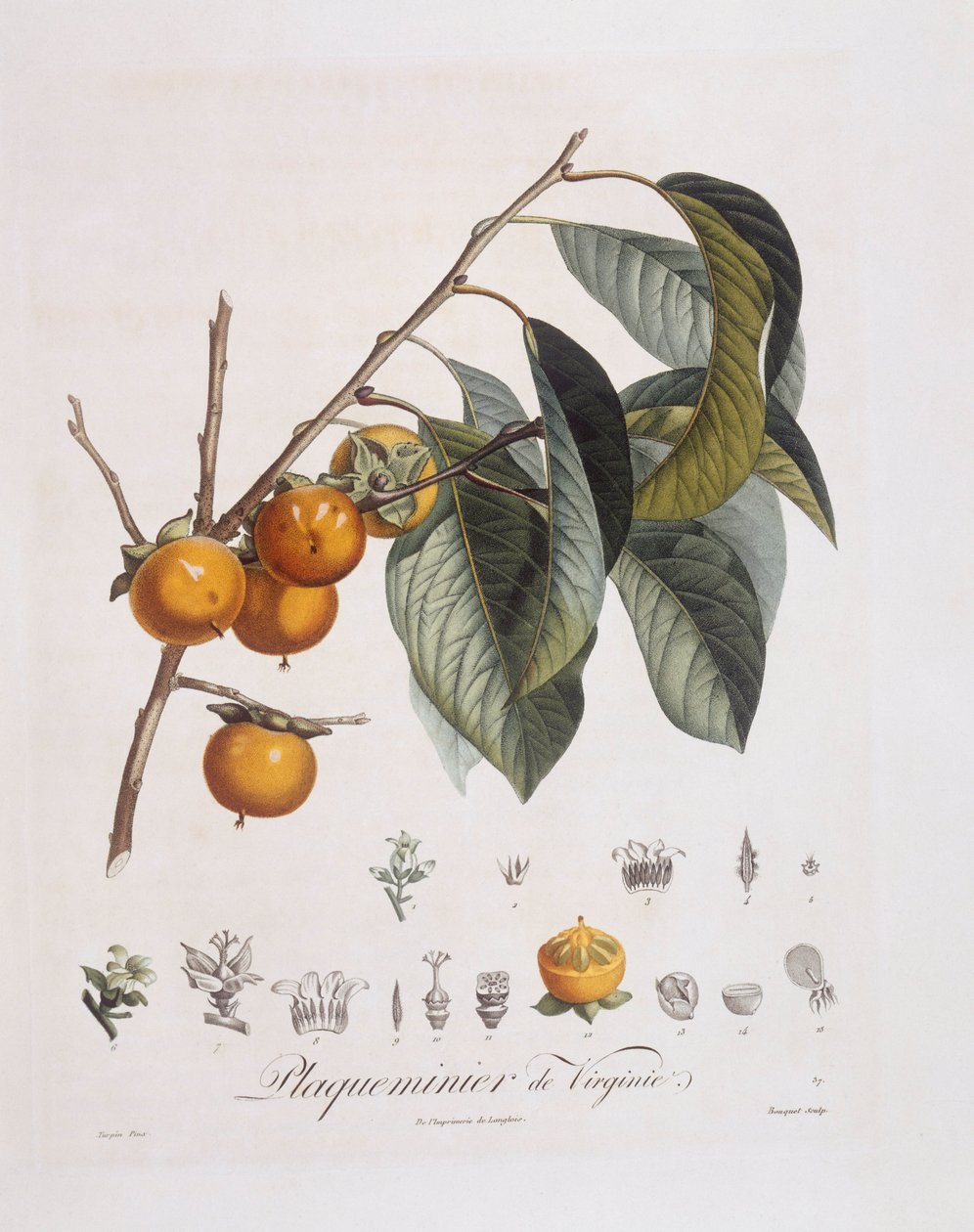 Japansk persimmon eller kaki (Diospyros kaki), Henry Louis Duhamel du Monceau, botanisk plade af Pierre Jean Francois Turpin af Pierre Jean Francois Turpin