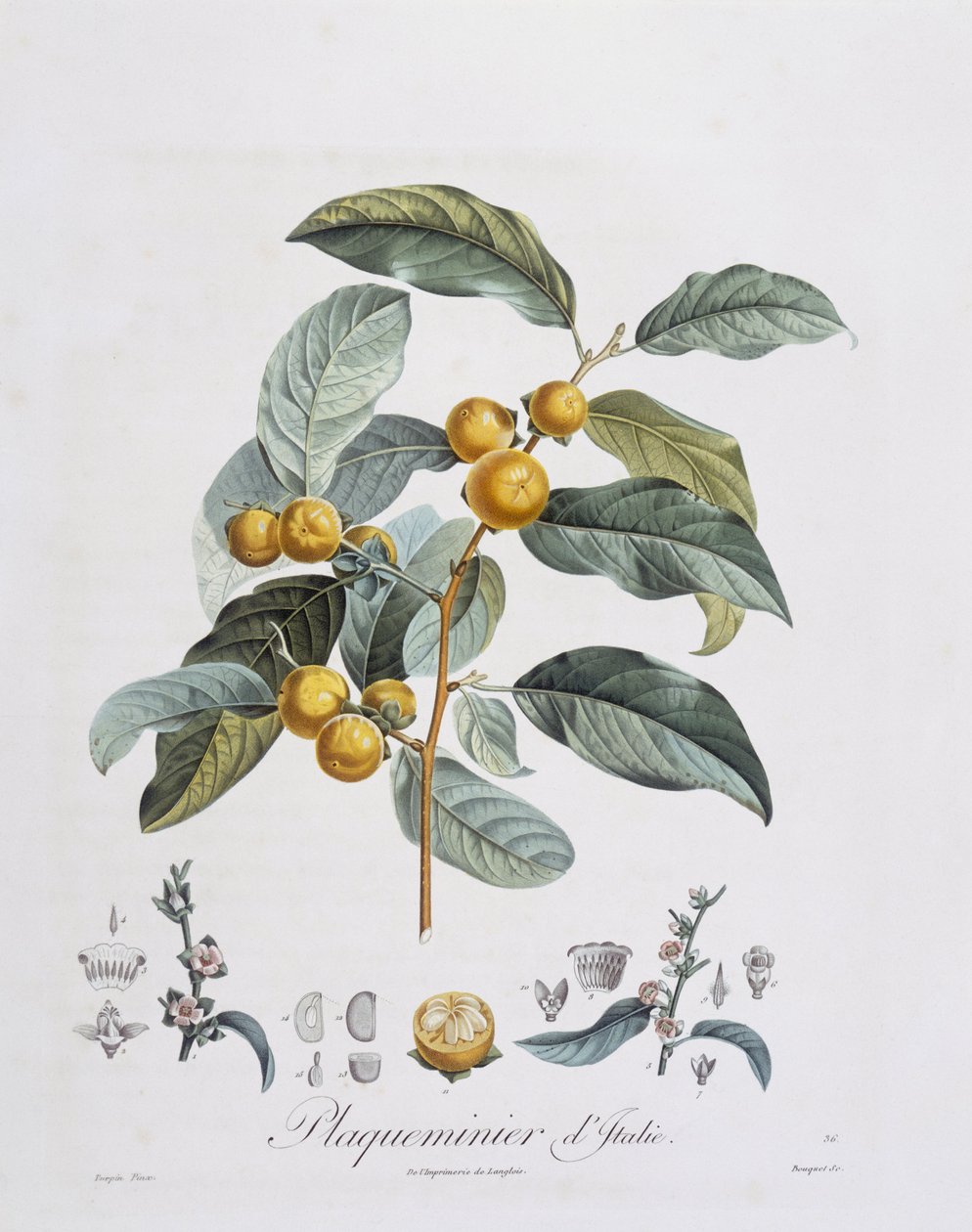 Japansk persimmon eller kaki (Diospyros kaki), Henry Louis Duhamel du Monceau, botanisk plade af Pierre Jean Francois Turpin af Pierre Jean Francois Turpin